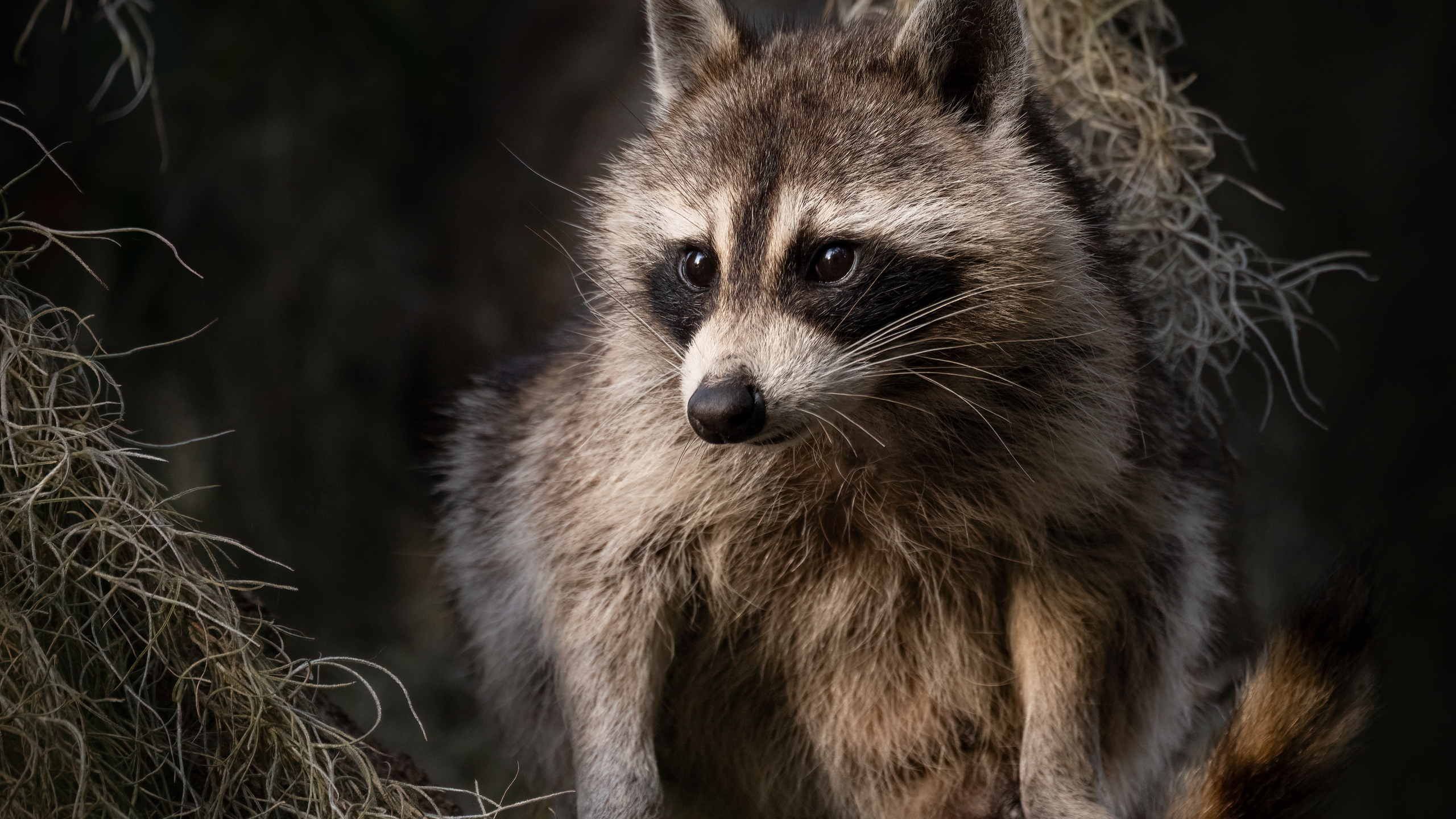 A raccoon in a tree covered in spanish moss