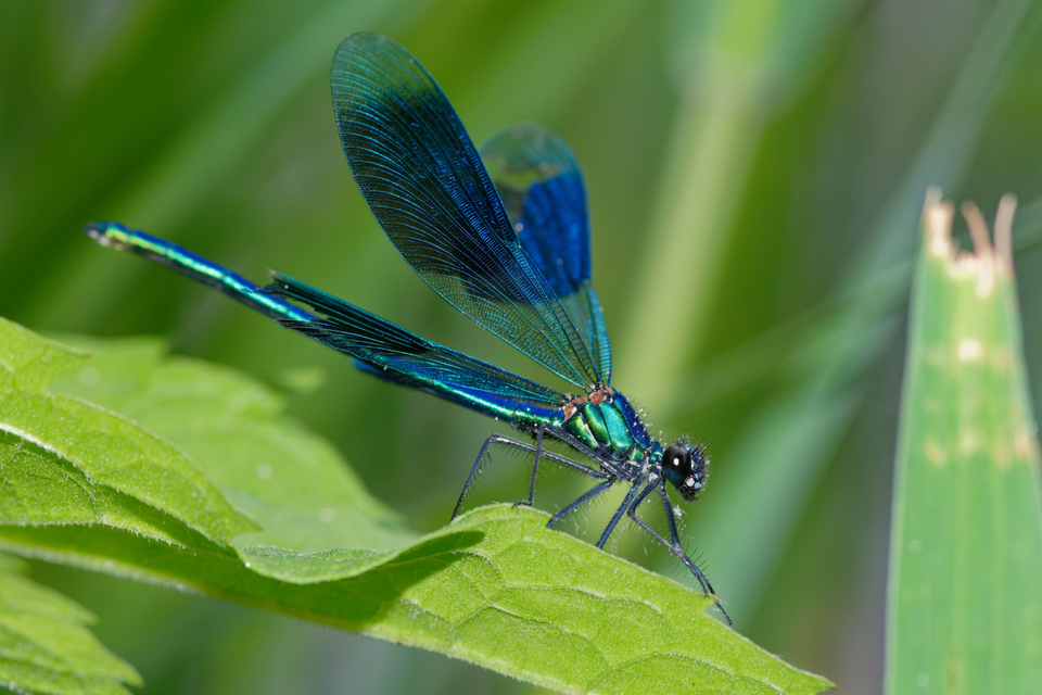 blue dragonfly perched on a leaf