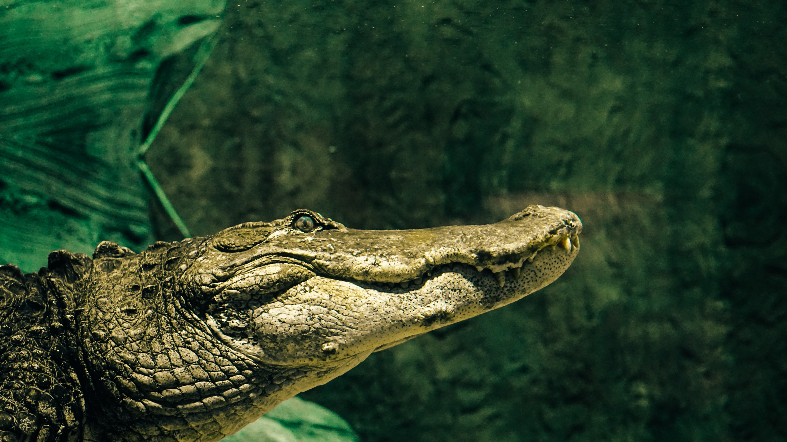 alligator swimming underwater