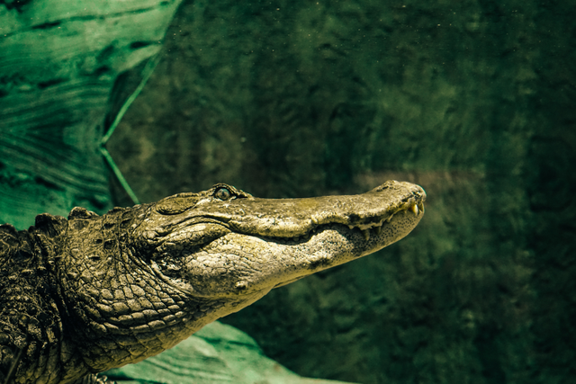 alligator swimming underwater
