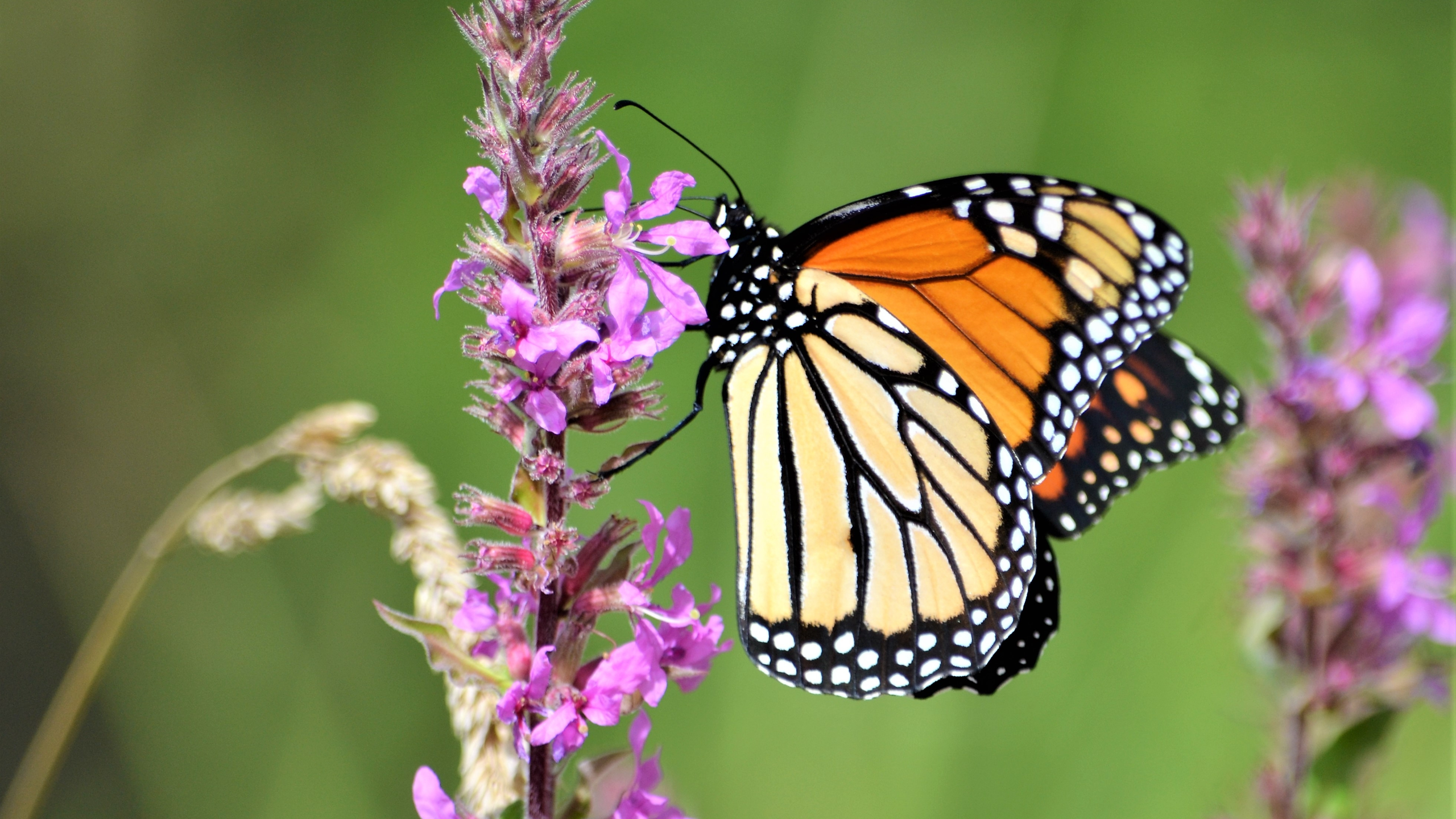 a monarch butterfly perched on pink flowers