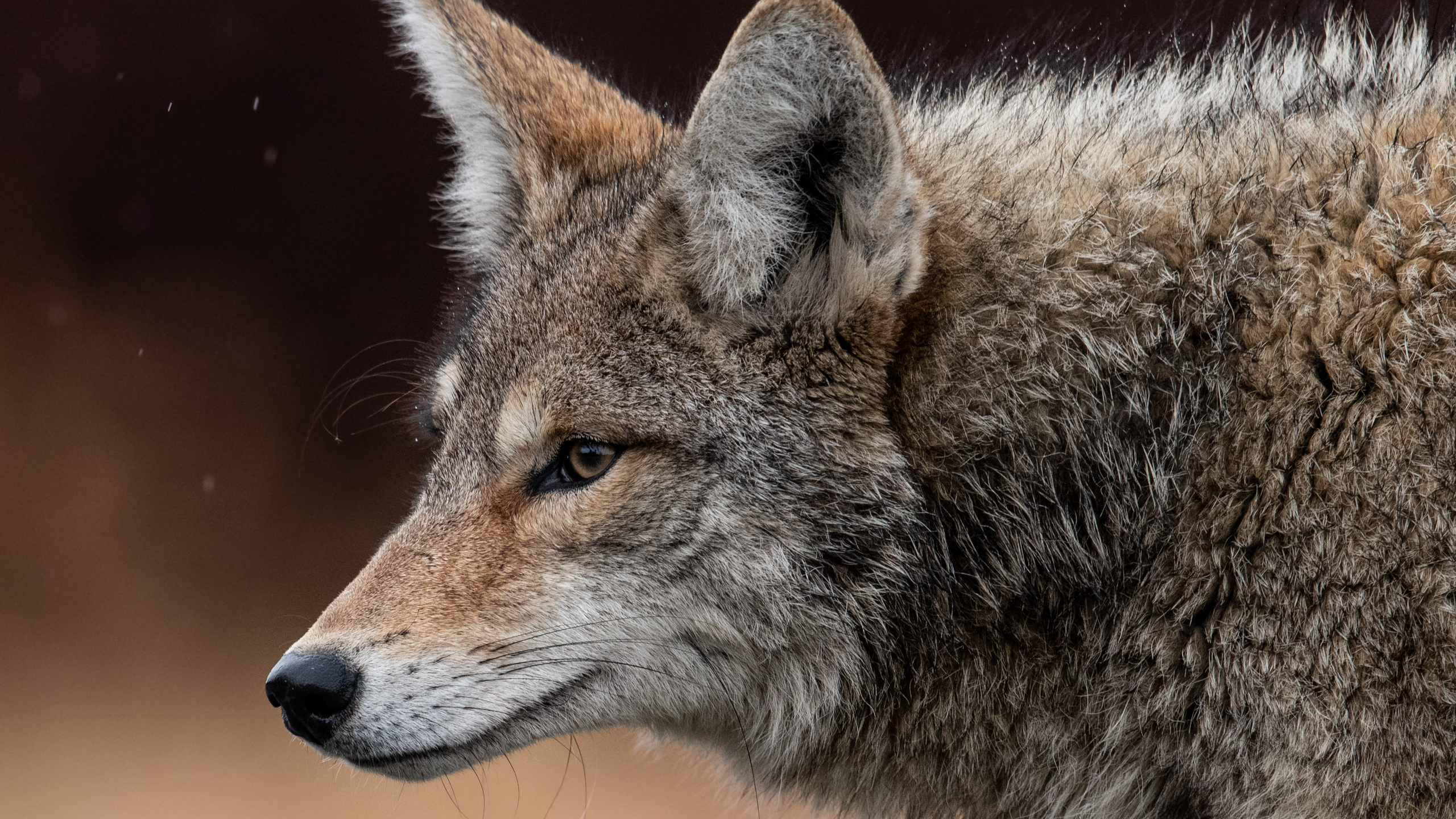 a coyote