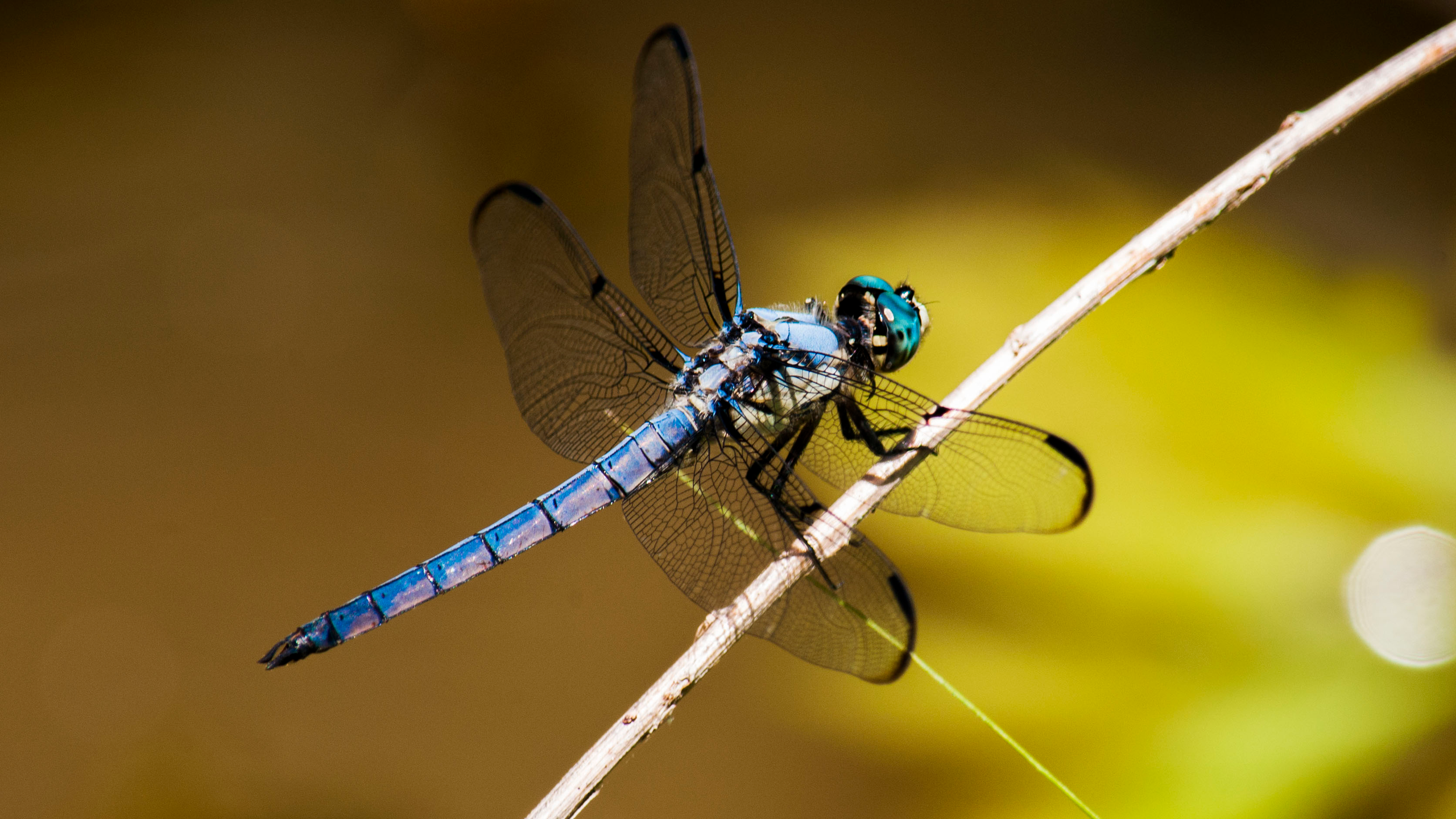 a dark blue dragonfly on a stick