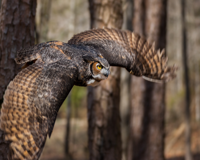 a great horned owl in flight