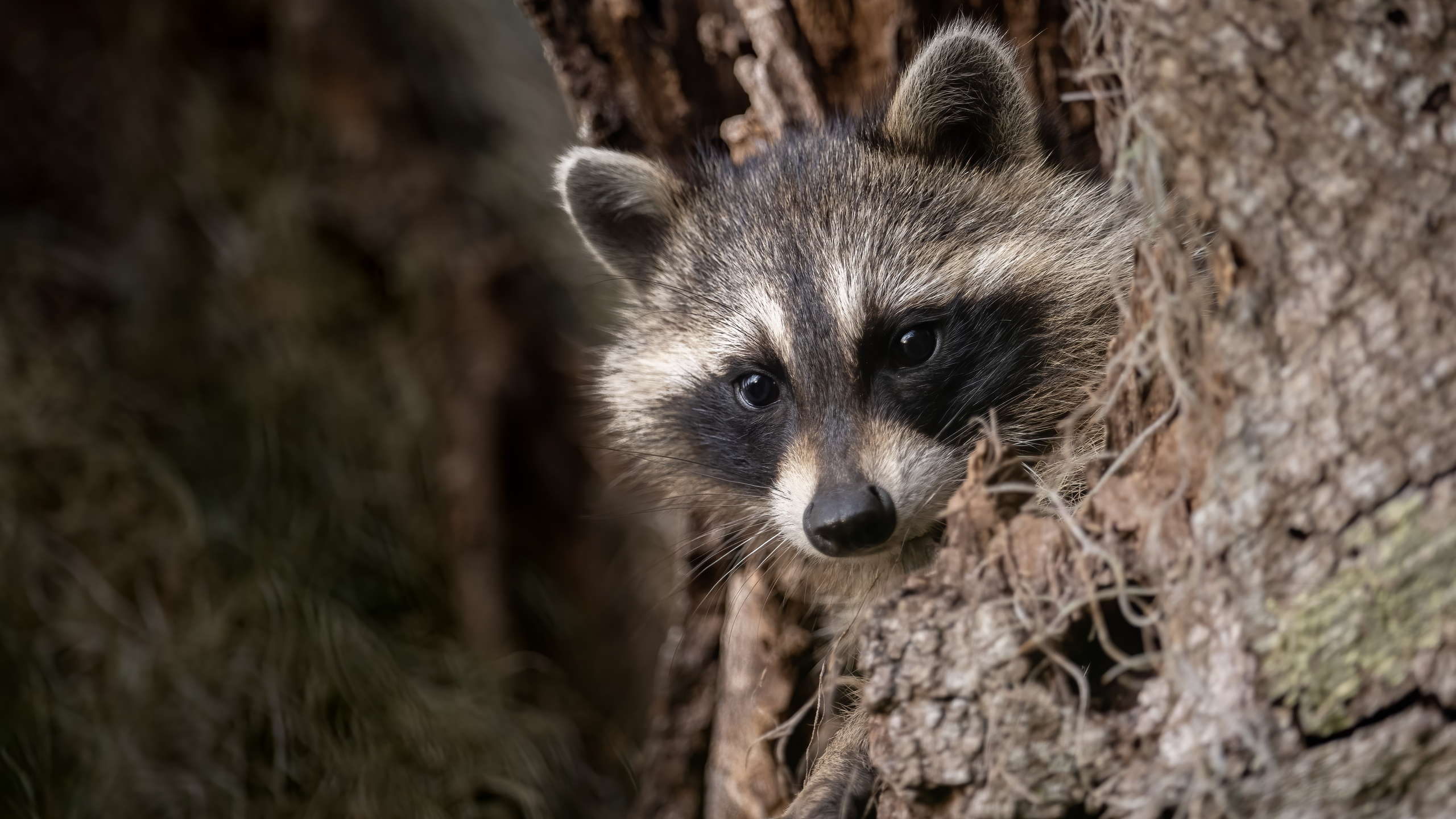 a raccoon in a tree