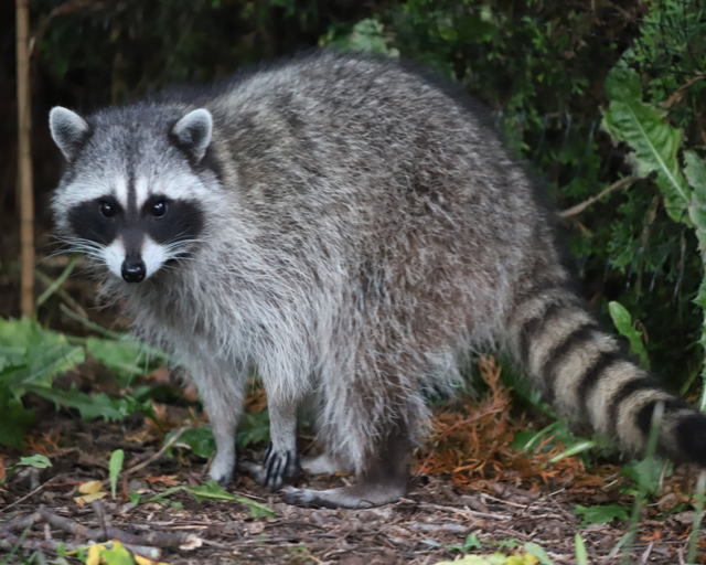 raccoon on the ground